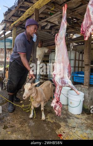 Goats awaiting being butchered and strung up for sale on a roadside in the Dominican Republic.  Butchered carcasses can be seen hanging up.  Goat, or Stock Photo