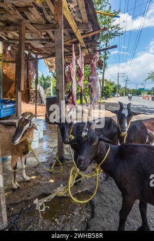 Goats awaiting being butchered and strung up for sale on a roadside in the Dominican Republic.  Butchered carcasses can be seen hanging up.  Goat, or Stock Photo