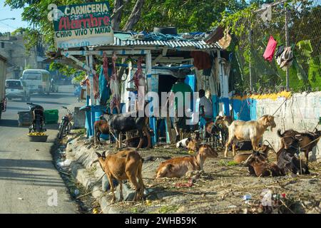 Goats awaiting being butchered and strung up for sale on a roadside in the Dominican Republic.  Butchered carcasses can be seen hanging in the backgro Stock Photo