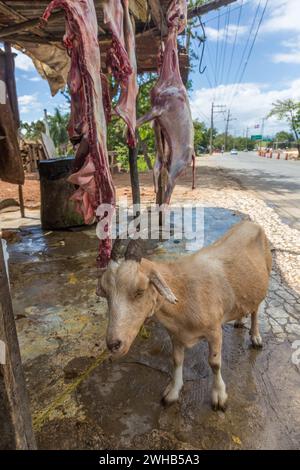 Goats awaiting being butchered and strung up for sale on a roadside in the Dominican Republic.  Butchered carcasses can be seen hanging up.  Goat, or Stock Photo