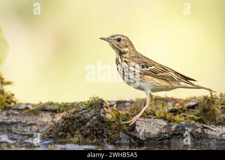 Tree Pipit Anthus trivialis bird by the forest puddle Stock Photo