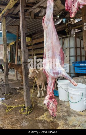 Goats awaiting being butchered and strung up for sale on a roadside in the Dominican Republic.  Butchered carcasses can be seen hanging up.  Goat, or Stock Photo