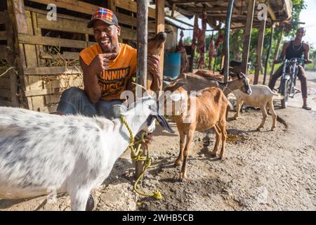 Goats awaiting being butchered and strung up for sale on a roadside in the Dominican Republic.  Butchered carcasses can be seen hanging in the backgro Stock Photo