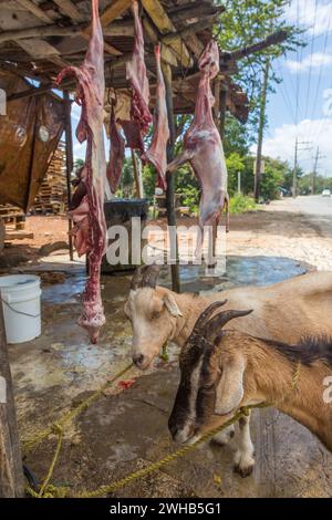 Goats awaiting being butchered and strung up for sale on a roadside in the Dominican Republic.  Butchered carcasses can be seen hanging up.  Goat, or Stock Photo