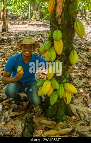 A worker with cacao bean pods on a cacao plantation in the Dominican Republic. Stock Photo