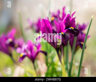 Violet iris flower growing in garden. Purple violet pygmy iris or dwarf iris (Iris pumila) in flower in meadow in spring. Soft focus. Selective focus. Stock Photo