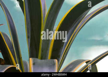 Wonosobo Indonesia 30 january 2023, Mother-in-Law's Tongue (Sansevieria trifasciata) is an ornamental plant that can live indoors or outdoors which ha Stock Photo