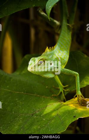 photo of a green chameleon, photographed with a detailed concept Stock Photo