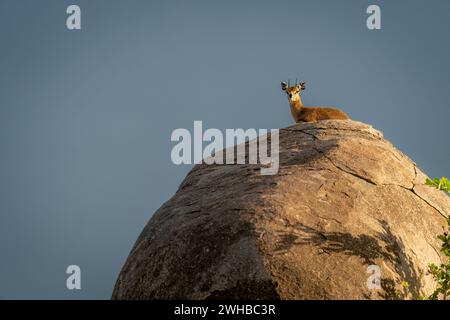 Klipspringer lies on kopje against blue sky Stock Photo