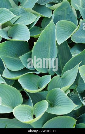 Hosta Pacific Blue Edger, Hosta D Heims NR, plantain lily, heart shaped glaucous blue leaves Stock Photo