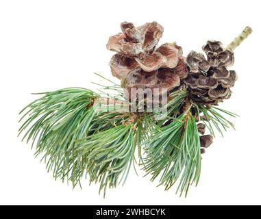 christmas winter fir branches, pine cone. Winter bouquet isolated on white background. Botanical greenery decor. Pine branch with cones. Stock Photo
