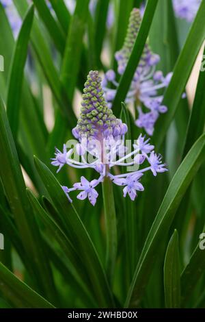 Scilla litardierei, amethyst meadow squill, Dalmatian scilla, blue grape-hyacinth like flowers, Stock Photo