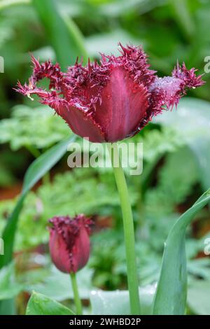 Tulipa Labrador, Fringed Tulip, plum-coloured petals with serrated edges Stock Photo
