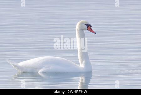 A lone Mute swan swimming on the calm waters of Lake Ontario, Canada on a cold winter morning Stock Photo