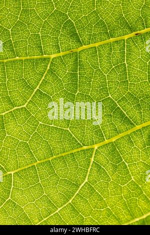 A close up view of a vine leaf showing the structure and veins. Back lit by the sun this macro shot show great detail. Stock Photo