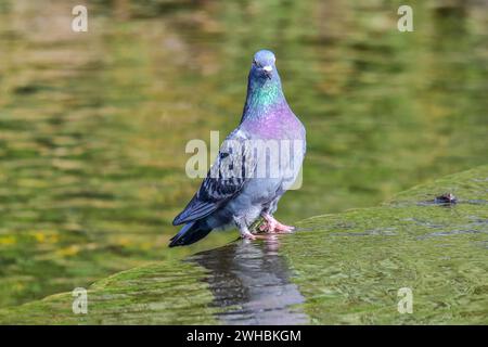 Common pigeon standing in a stream Stock Photo