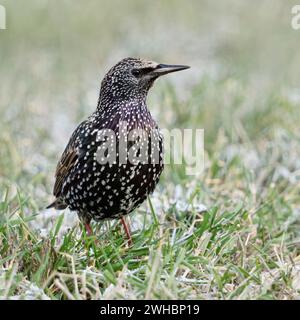 Common Starling / Star ( Sturnus vulgaris ) in winter, sitting / standing in a meadow, frosted grass, watching around attentively, wildlife, Europe. Stock Photo
