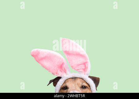 Easter background with dog wearing bunny ears costume Stock Photo
