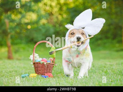 Funny looking dog with bunny ears holding paintbrush dyes eggs for Easter egg hunt in garden Stock Photo