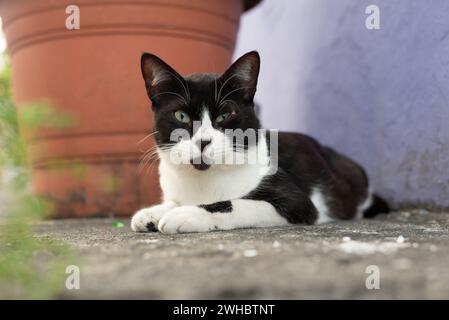 Tabby kitten sitting on the sidewalk looking at the camera. Animal life. Stock Photo