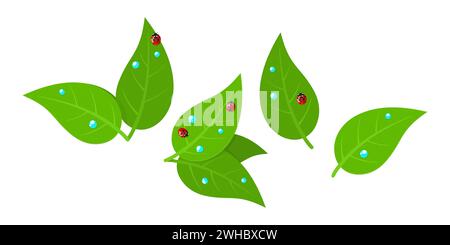 Red Ladybug And Water Drops On Green Leaves Isolated Vector Illustration Stock Vector
