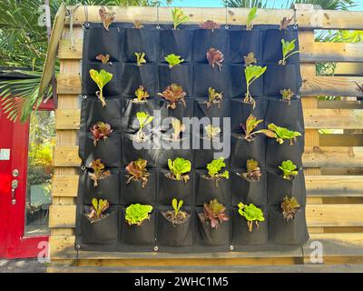 Growing herbs in a mesh bag pockets. Sustainability concept. Growing own food at home. Home garden, Wall garden. Pocket Wall Hanging Fabric PotsAerati Stock Photo