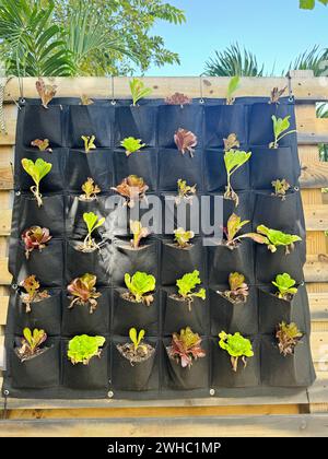 Growing herbs in a mesh bag pockets. Sustainability concept. Growing own food at home. Home garden, Wall garden. Pocket Wall Hanging Fabric PotsAerati Stock Photo