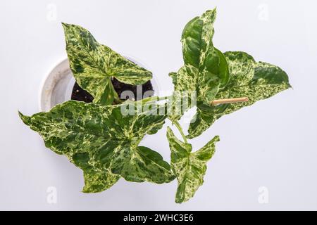 Syngonium lowleaf Mottled Arrow flower. Green white leaves house plant. Stock Photo