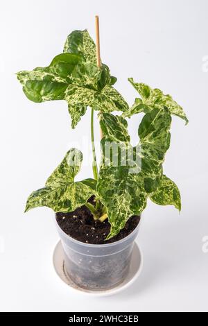 Syngonium lowleaf Mottled Arrow flower. Green white leaves house plant. Stock Photo