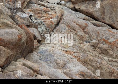 Snow Leopard (Panthera uncia) in the wild in Ladakh India during winter. Stock Photo