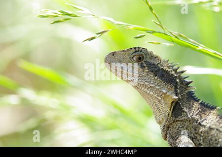 Great image of an australian eastern water dragon (Physignathus lesueurii lesueurii) Stock Photo