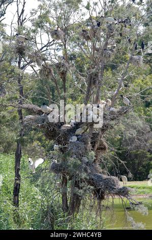 Ibis nests in tree Stock Photo