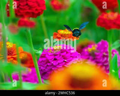 Carpenter bee Xylocopa pubescens feeding on Zinnia flowers in the Cape of South Africa Stock Photo