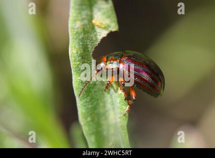 The Rosemary Beetle, Chrysolina americana, feeding on lavender Stock Photo