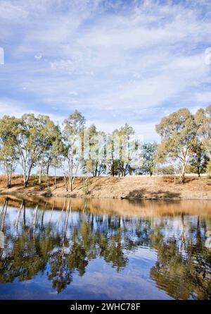 River gum trees reflecting in river Stock Photo