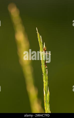 Two ticks, castor bean tick (Ixodes ricinus), lurking on a blade of grass in a meadow, female (top) and male (bottom) in the backlight of the setting Stock Photo