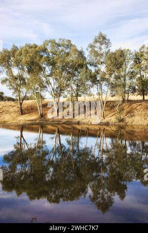 River gum trees reflecting in river Stock Photo