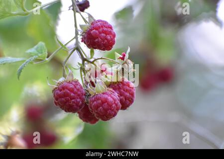Wild raspberries (Rubus idaeus) in the forest, Chiemgau Alps, Bavaria, Germany Stock Photo