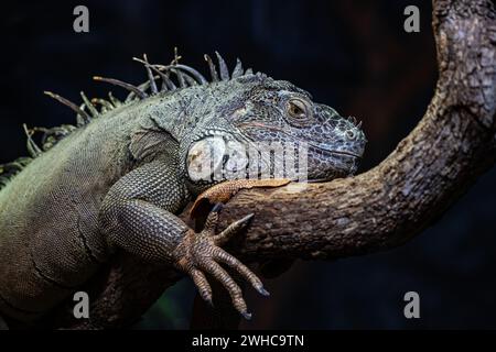 Grey lizzard res in a zoo Stock Photo