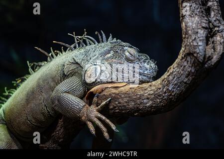 Grey lizzard res in a zoo Stock Photo