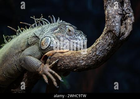 Grey lizzard res in a zoo Stock Photo