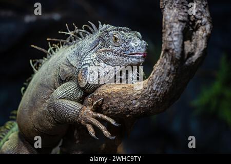 Grey lizzard res in a zoo Stock Photo