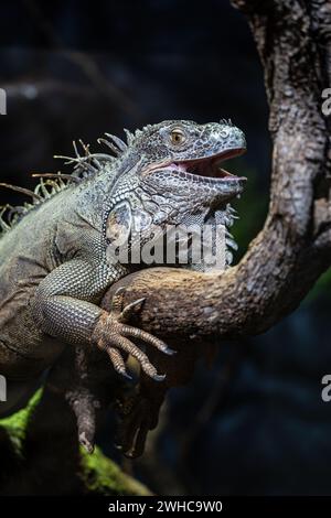 Grey lizzard res in a zoo Stock Photo