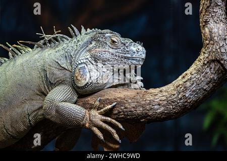 Grey lizzard res in a zoo Stock Photo