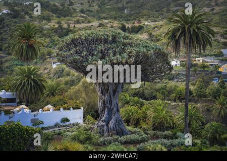 Ancient Dragon Tree in Icod de los Vinos town on Tenerife, Canary Islands, Spain. Famous Drago in Parque del Drago. Symbol of Tenerife, the largest and the oldest living Dracaena Draco in the world. Stock Photo