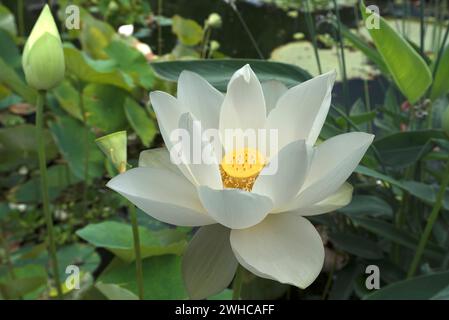 Lotus (Nelumbo), Botanical Garden, Erlangen, Middle Franconia, Bavaria, Germany Stock Photo