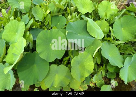 Leaves of the lotus (Nelumbo), Botanical Garden, Erlangen, Middle Franconia, Bavaria, Germany Stock Photo