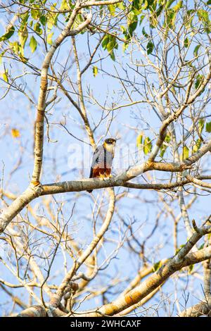 Bat Falcon (Falco rufigularis) Pantanal Brazil Stock Photo