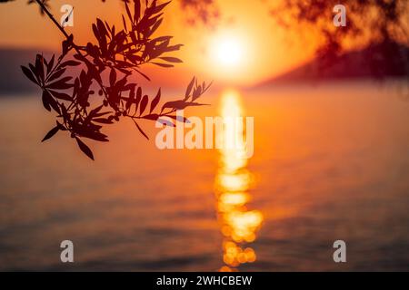 Silhouette olive tree branch in morning warm sunrise light. Sun shape above Mediterranean sea. Sun ray reflection bokeh beams on rippled water surface Stock Photo