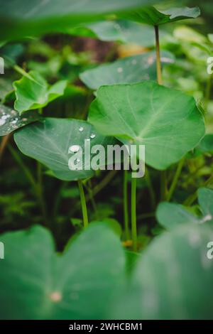 Lotus leaves with some water drops of morning dew on it. Stock Photo
